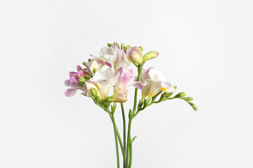 Beautiful aromatic freesia bouquet on light background