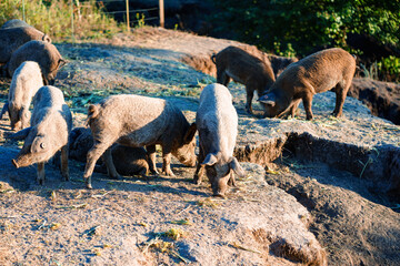 little fluffy pigs walk in the paddock eating grass
