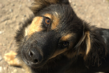 close up of a strayed dog
