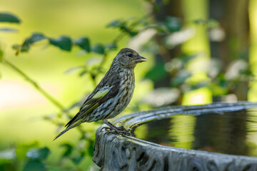 Pine Siskin bird perched on birdbath with colorful background