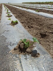 Melons plantation  in Spain