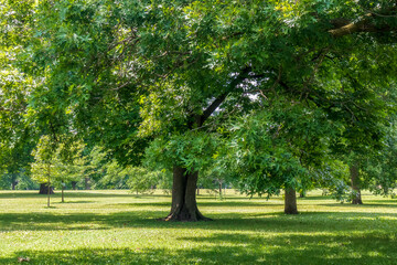 Beautiful trees in Schiller Park in German Village, Columbus, Ohio