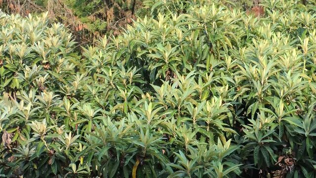 Leaves of a plant of medlar