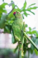 Female Rose Ringed Parakeet or Green Parrot feasting on a maize plant in the garden.