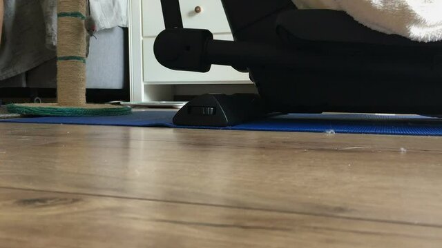 Adorable alert grey kitten hunting, runs towards camera, detail, laminate parquet flooring