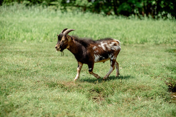 Naklejka na ściany i meble Young goat on the meadow, green grass. Milk farming.