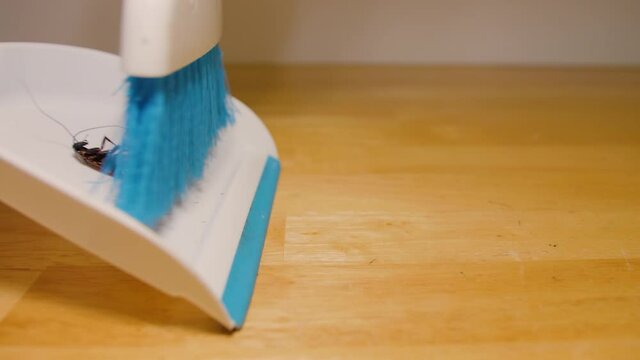Sweeping dead roach into dustpan with a brush. Household cockroach, insect, and pest control.