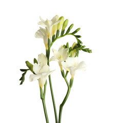 Beautiful blooming freesia flowers isolated on white