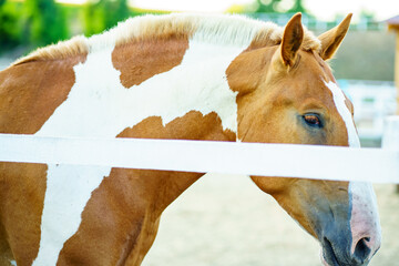 portrait of a horse, an adult bay-speckled horse in a stall.