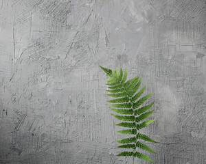 fern on the wall