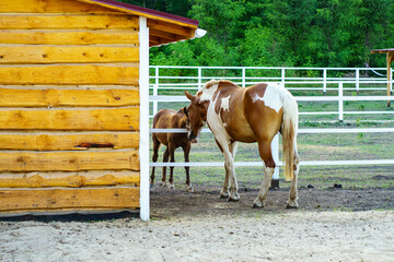 horse in the stable, adult horse and foal in the stall.