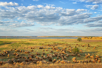A flock of rams, sheep grazing in the summer, in the evening on the field, against the background...