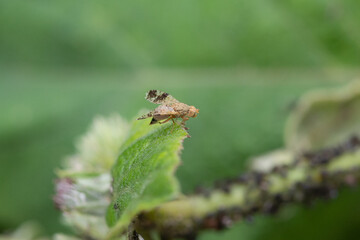 The fruit fly Tephritidae on the grass at summer