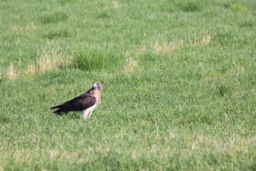 Swainson's Hawk in green farm fields of Santa Cruz Flats