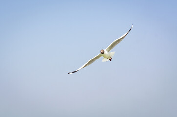 The Flight of The Seagull