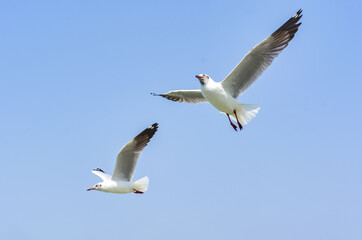 Fototapeta na wymiar The Flight of The Seagull