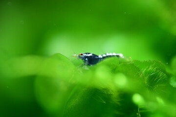 Schöne Caridina Garnelen Jungtiere im Aquarium 