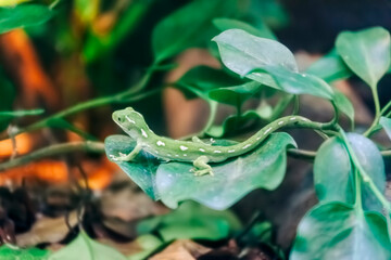 Green gecko on leaf