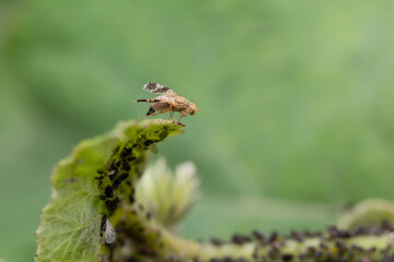 The fruit fly Tephritidae on the grass at summer