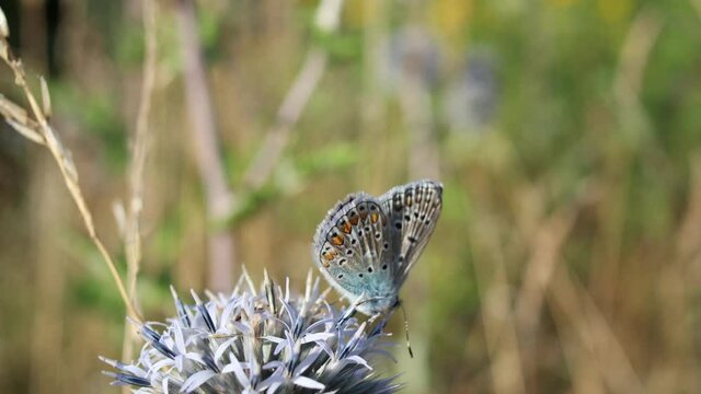 The Common Blue Butterfly and Western Honey Bee Pollinate Glandular Globe-Thistle on Czech Meadow. Polyommatus Icarus and European Honey Bee on Echinops Sphaerocephalus in Summer Nature.