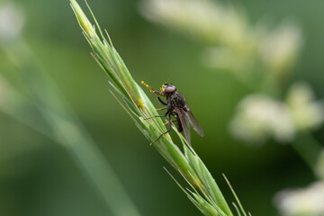 The fly is sitting on the grass at summer