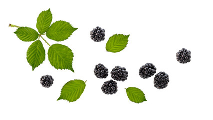 Fresh blackberry and leaves flying isolated on white background