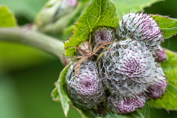 The misumena spider is sitting on the flower