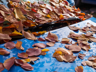 Fallen dry brown oak leaves lying on car windshield and hood in sunny weather, side view, soft focus. Autumn foliage, transport, season concept.