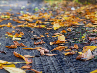 an image of single fallen leaf on ground
