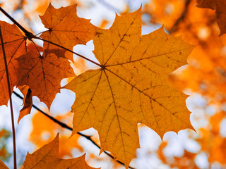 autumn orange maple leaf on the tree. fall.
