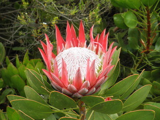 Fleur de Protea