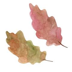 Watercolor autumn oak leaves on a white background. Autumn theme. Elements of nature and autumn.