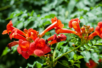 orange flower in the garden