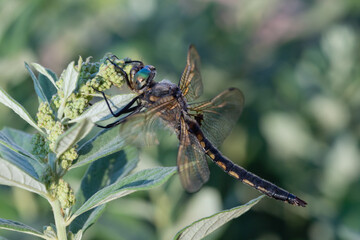 The Black-tailed skimmer dragonfly in the evening light