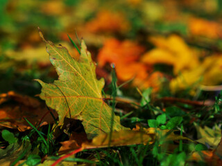 Colorful and bright background made of fallen autumn leaves