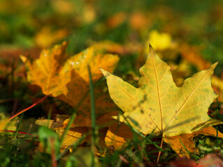 Colorful and bright background made of fallen autumn leaves