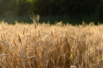 golden wheat field in summer