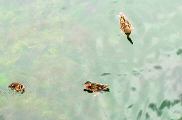 Wild duck with chicks swims in the pond. Mother Duck and her ducklings. 
Blurred background. Selective focus.