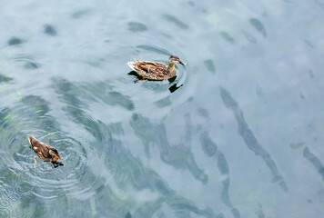 Wild duck with chick swims in the pond. Mother Duck and her duckling. Blurred background. Selective focus.