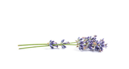 Beautiful blooming lavender flowers on white background