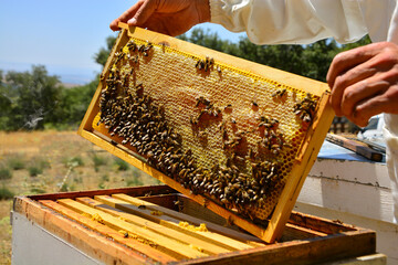 beekeeper harvesting honey from the hive