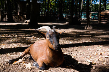 Goat on the farm. Brown goat lies in the sun.