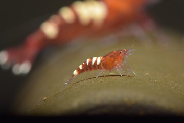 Schöne Caridina Garnelen Jungtiere im Aquarium 