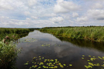 Leaves Floating On Federsee Amidst Green Reeds
