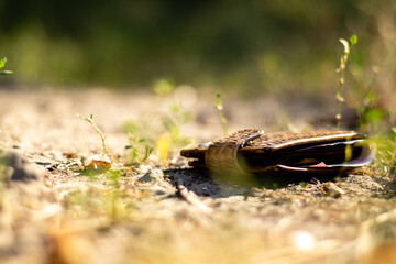 Lost brown men's wallet lying on the ground with a banknote sticking out on a bright sunny day. Close-up with blurred background.