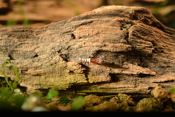 Schöne Caridina Garnelen Jungtiere im Aquarium 