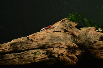 Schöne Caridina Garnelen Jungtiere im Aquarium 