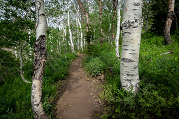 Path in Forest