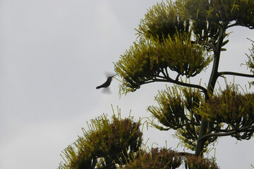 Colibrí y el agave © @hugh_ol