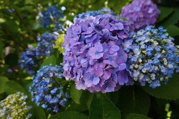紫陽花
